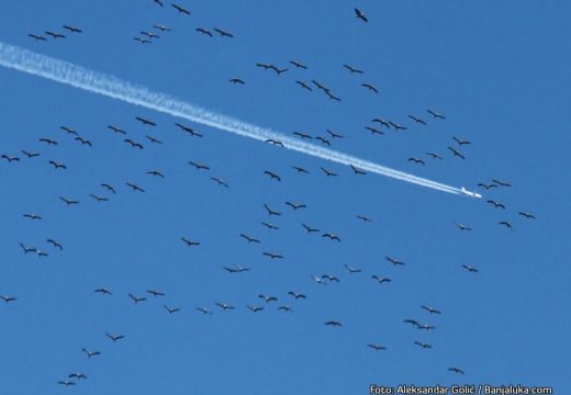 Ovo su simptomi oboljele peradi: Novi slučajevi ptičije gripe u Hrvatskoj