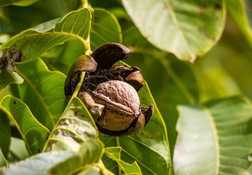 Stara narodna vjerovanja : Zašto je orah otrovan i zašto se nikada ne smije saditi blizu kuće i drugih biljaka