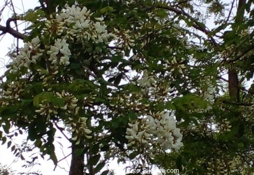 Semberija: Bagrem rano procvjetao (Foto)