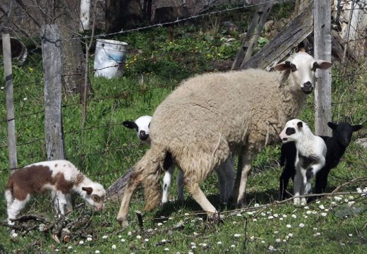 Stanje puno gore nego ranijih godina: Cijena jagnjadi pada, potražnja nikad gora