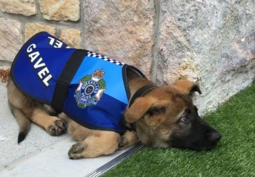 Dobio novo zaduženje: Psu dali otkaz u policiji jer je bio previše dobar