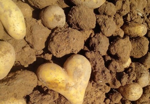 Dobija oznaku geografskog porijekla: Glamočki krompir – sprega čovjeka, prirode i privrede