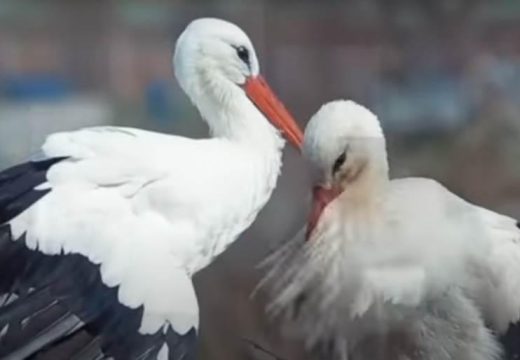 Sada svija gnijezdo sa Mladom: Klepetan svakog proljeća prvo posjeti grob Malene, ali od ljubavi još nije odustao