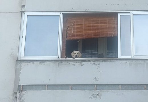 Koga on to čeka: Žuta njuškica na prozoru privukla poglede prolaznika (Foto)