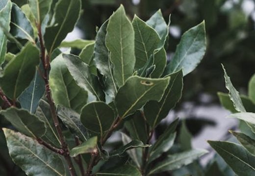 Moćan lijek: Lovorov list prelijte maslinovim uljem i dobićete prirodan lijek