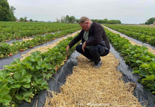 Na imanju Đorđa Vakčića: Jagoda dobro rodila i ovog proljeća