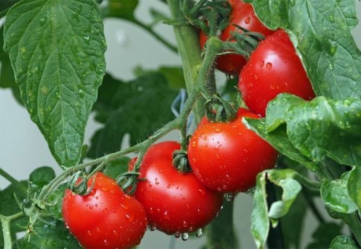 Iskoristite ovaj trik: Ovako svaki paradajz može biti ukusan kao domaći