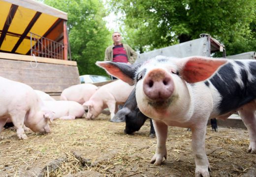 Velika potražnja: Kakva će biti cijena prasića oko praznika koji su pred nama?