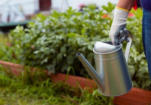 Oprez: Zbog ove greške prilikom zalijevanja biljke mogu prerano da uginu