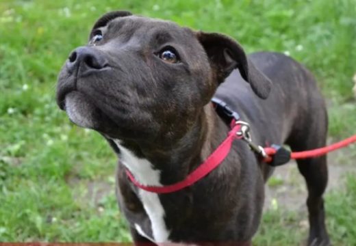 Šeta pse za 15 KM po danu!:  Zbog studentkinje svađa u komentarima