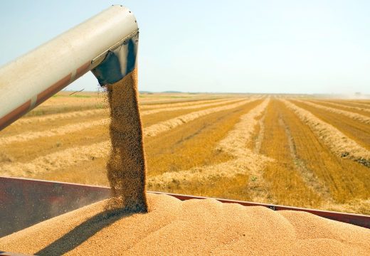 Povoljni uslovi: Ratari u Srpskoj najviše zainteresovani za sjetvu pšenice