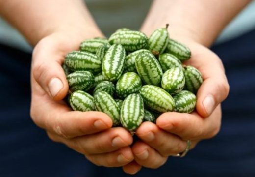 Mješavina lubenice i krastavca: Pokušajte uzgojiti ovu simpatičnu biljku