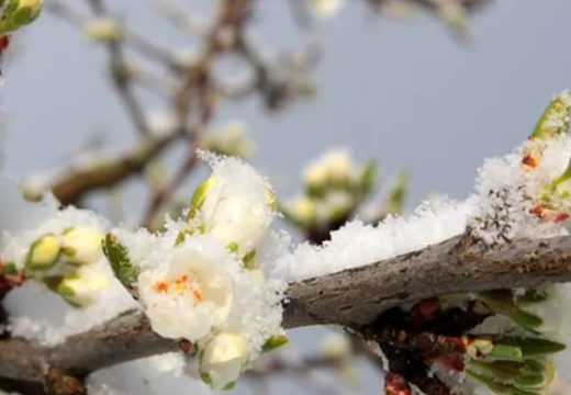 Minić očekuje solidnu godinu: Šteta u voćarstvu u pojedinim regijama do 30 odsto