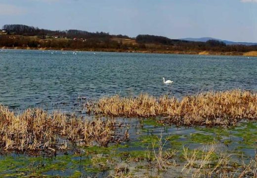 Velike mogućnosti u izazovnom vremenu: Uzgoj šarana razvojna šansa za domaće ribnjake u stečaju