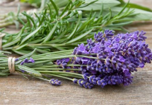 Novac počinje da se vraća već nakon tri godine: Hektar ove biljke donosi i više od 25.000 KM