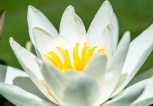 Donosi sreću: Na dan Vaskrsa ovo cvijeće obavezno unesite u vaš dom