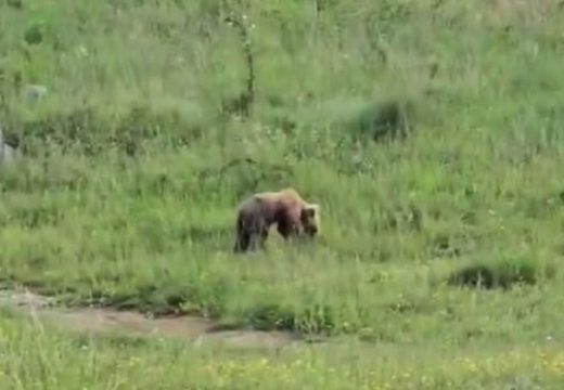 Zanimljivosti: Medo snimljen kako se igra na livadi u Kotor Varošu (Video)