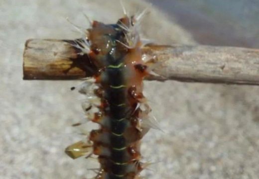 Ljudi upozoravaju: Na Jadranu se pojavilo čudnovato biće (Foto)