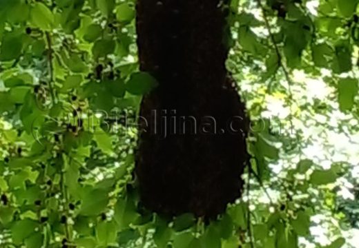 Bijeljina: Pčelinji roj u Gradskom parku