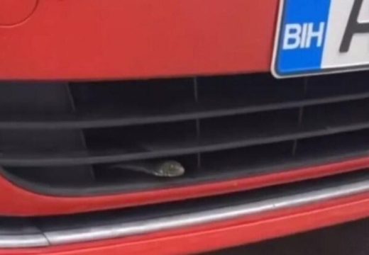 Neugodan susret: Pogledajte gdje se zmija zavukla (Video)