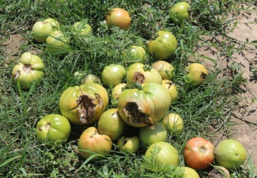 Semberija: Šteta od grada najveća u Velikoj Obarskoj