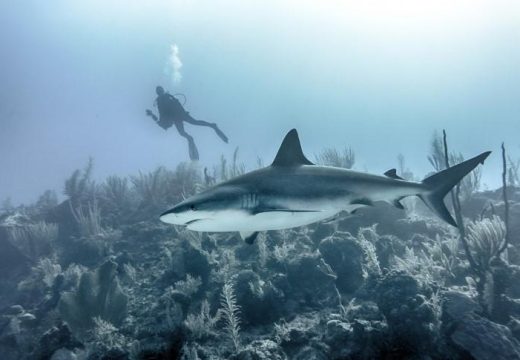 Havaji: Glumca iz “Pirata sa Kariba” usmrtila ajkula