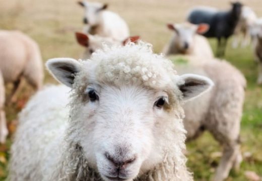 Detalji akcije Stočar: Arkan i Kopranović krali stoku i druge predmete na seoskim imanjima