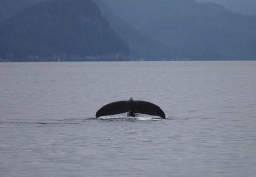 Građani upozoreni: U Jadranskom moru viđen kit