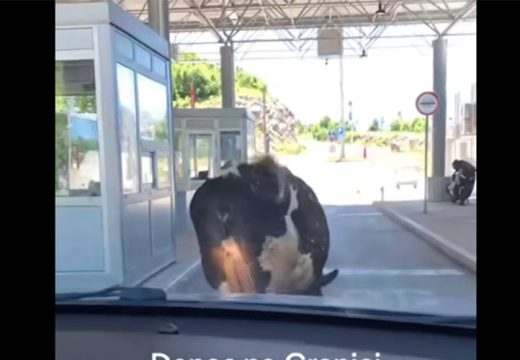 Pogledajte video: Krava blokirala granični prelaz