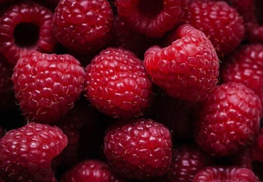 Počela berba: Proizvođači u Srpskoj maline ne daju ispod 5,5 maraka