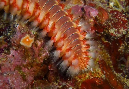 Hrvatska: Vatreni crv na hrvatskim plažama; Ubod je bolan