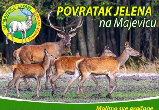 Lopare: Jelen se vraća na Majevicu