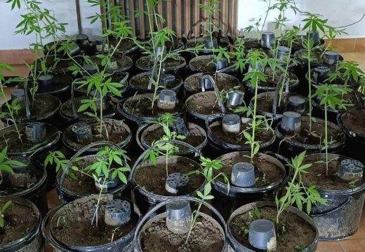 Policija: Uhapšeni Dubičani, pronađen zasad Indijske konoplje (Foto)