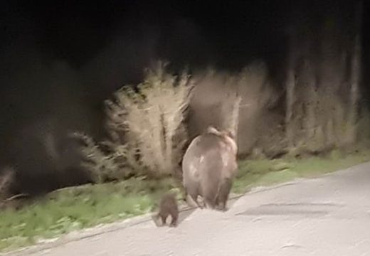 Upozorenje: Oprez, medvjedi silaze sa Grmeča