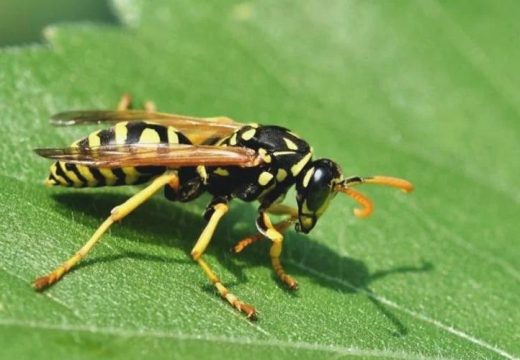 Ilovik: Muškarac popio osu u soku, spasavali ga ljekari