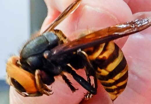 Riješite se insekata: Stavite ovu biljku na terasu i stršljeni i ose će zaobilaziti vaš dom