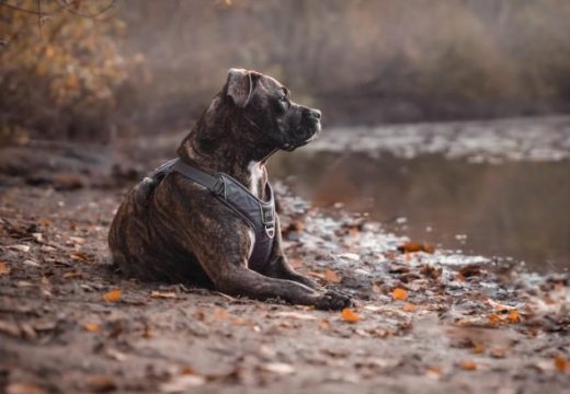 Užas u Novom Sadu: Pas nasmrt izujedao vlasnika!