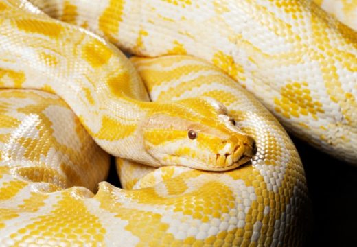 Ogromni piton: Snimljen u Igalu (VIDEO)