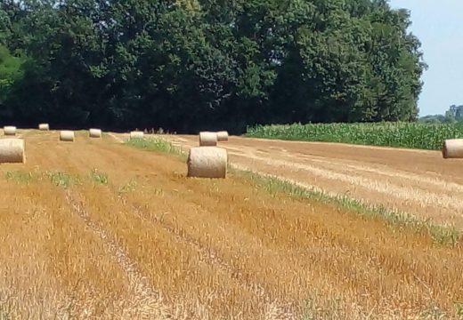 Vrućine: Temperature blizu 40-og podioka, poljoprivrednici strahuju od posljedica (Video)