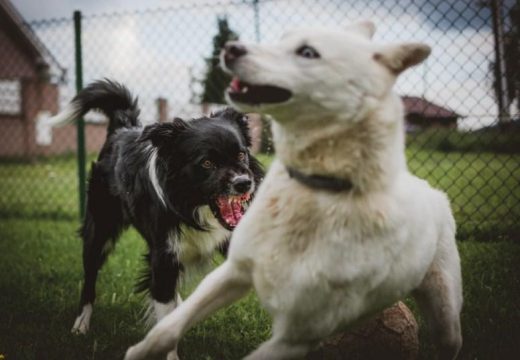 Kotor Varoš: Pas lutalica na igralištu ugrizao trogodišnju djevojčicu