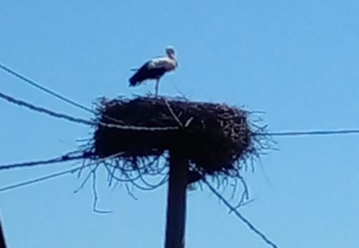 Velika Obarska: Rode u semberskim selima