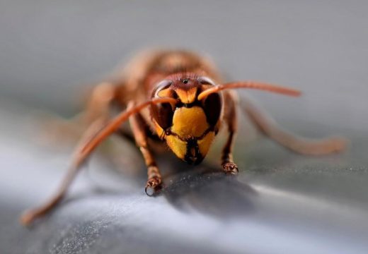 Fatalni ubodi stršljena: U apotekama nema lijeka koji spasava život