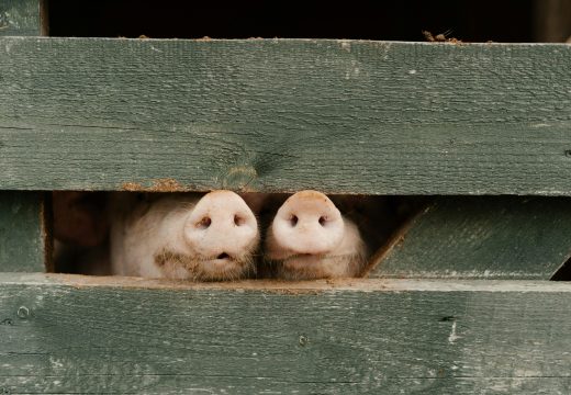 Negoslav Lukić: Sanirana žarišta afričke kuge u Semberiji i Milićima