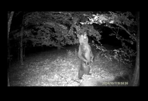 Medvjedi bezbrižno šetaju maslovarskim šumama: Pogledajte snimke lovačkih kamera