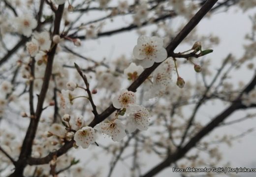 Kruška procvjetala drugi put ove godine: Šta kaže narodno vjerovanje i kakva nas godina čeka