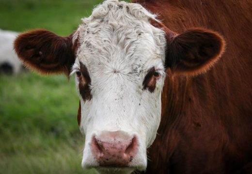 Tragedija u BiH!:  Poznat identitet žene (54) koja je preminula nakon što je ubola krava