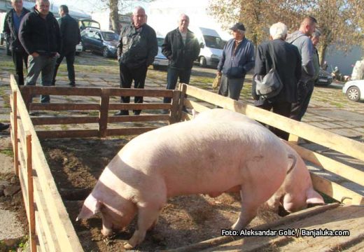 Počinje da raste cijena prasića u Srpskoj: Evo koliko su pojedinci zacijenili kilogram žive vage