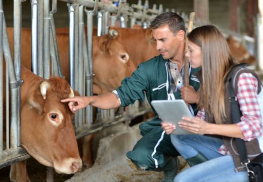 Neizvjesno da li će stoka i košnice biti prebrojani: Popis poljoprivrede pod znakom pitanja