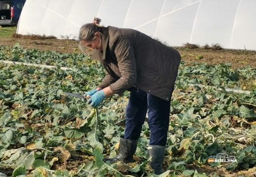 Junuzovići iz Janje godišnje proizvedu desetine tona povrća: “Kad kažu 80 pfeniga dođe ti da sve zatanjiraš”
