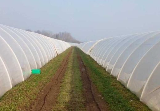 Semberija: Zagrijani plastenici za rano povrće (Foto)